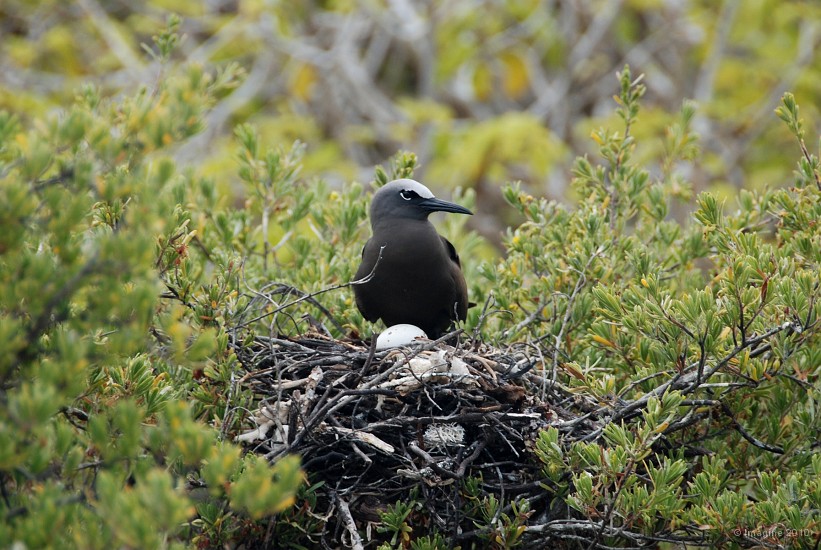 33- Noddi a cape blanche couvant son oeuf.JPG